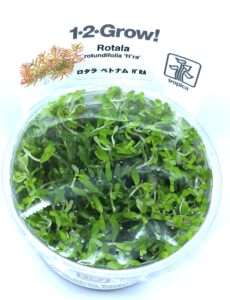 1 2 Grow リトレラ ウニフローラ かねだい伊勢原店