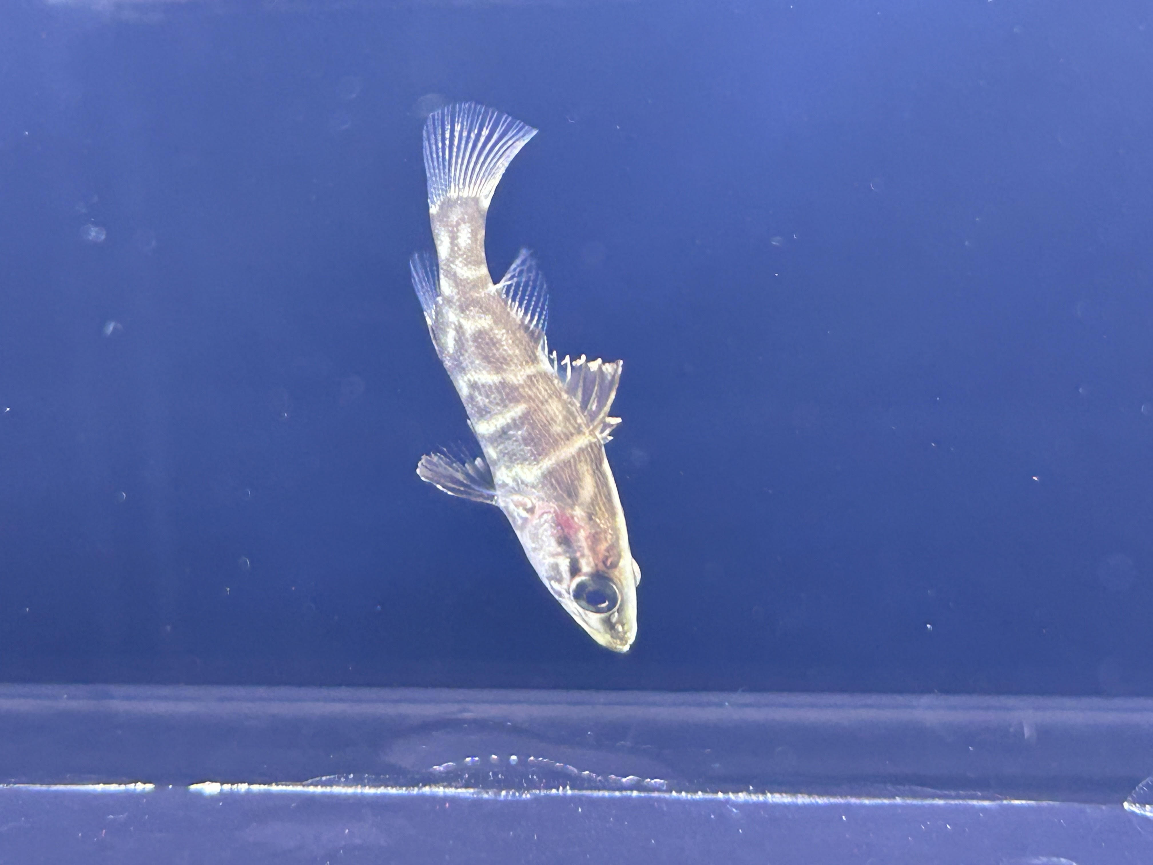 公式 大型魚 熱帯魚 アカメ