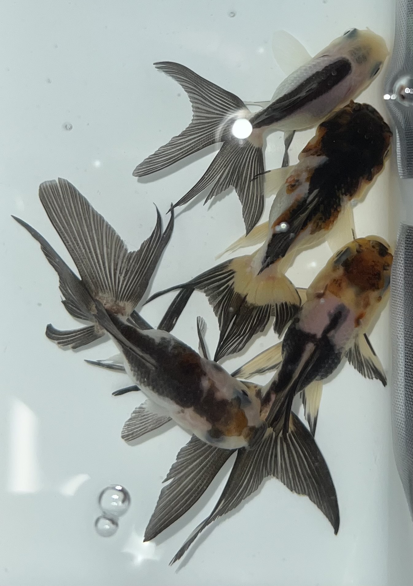 金魚・メダカ～入荷情報～ | 入荷情報 | かねだい伊勢原店