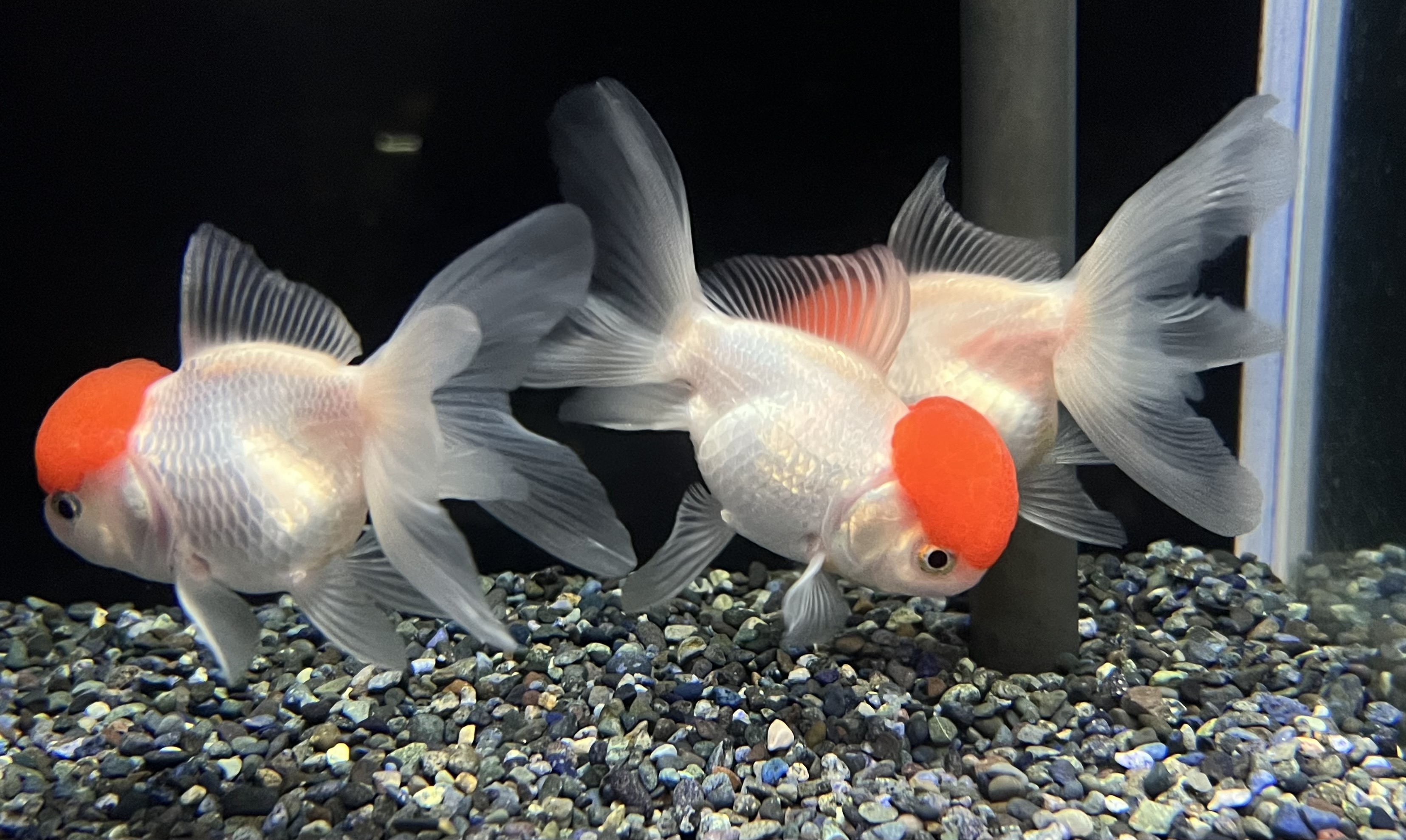 金魚・メダカ～入荷情報～ | 入荷情報 | かねだい伊勢原店