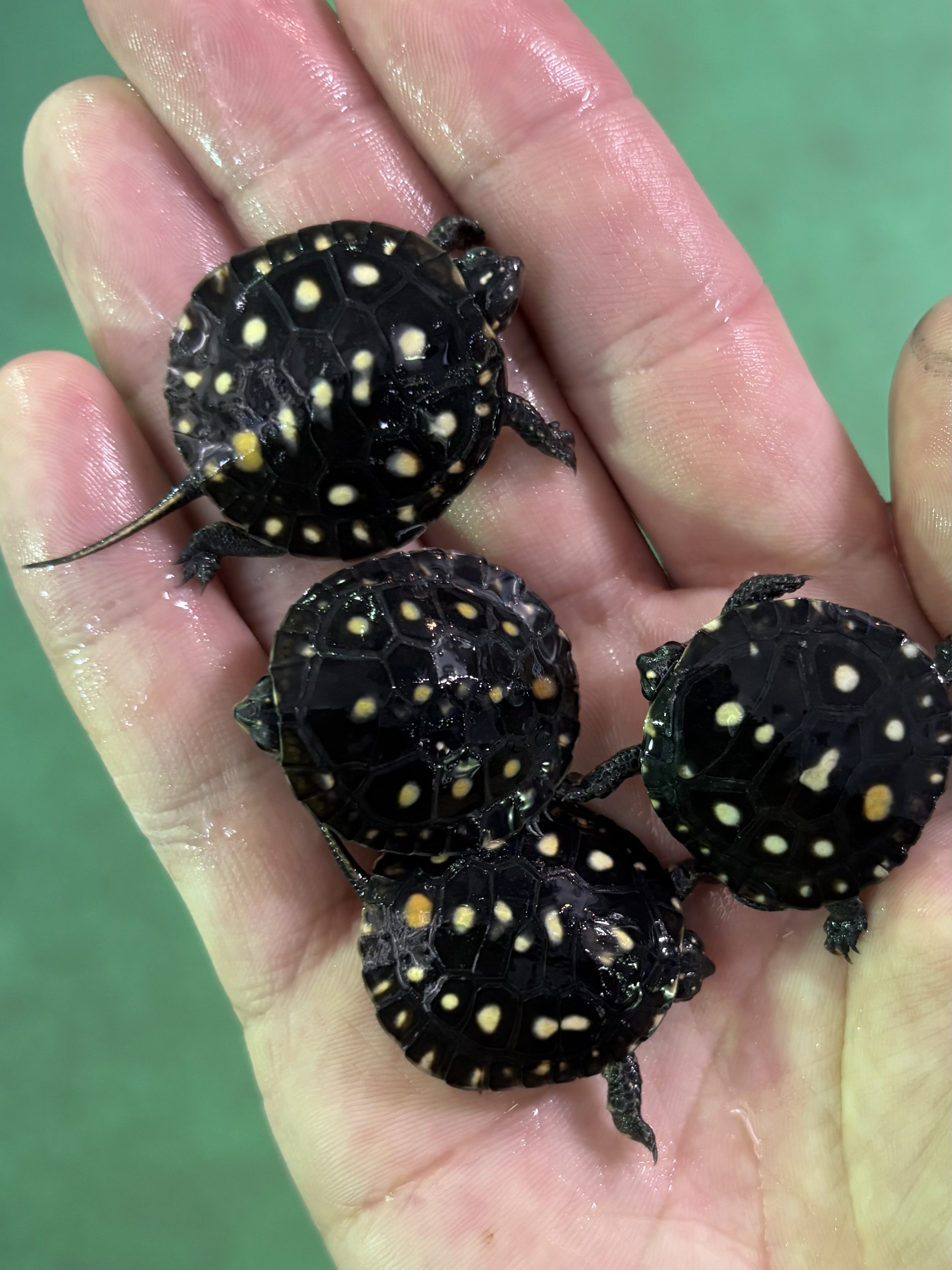 艶やかな中型カメ 箔 まめざら ジオメトリー シルバー 11cm 単品 – toumei