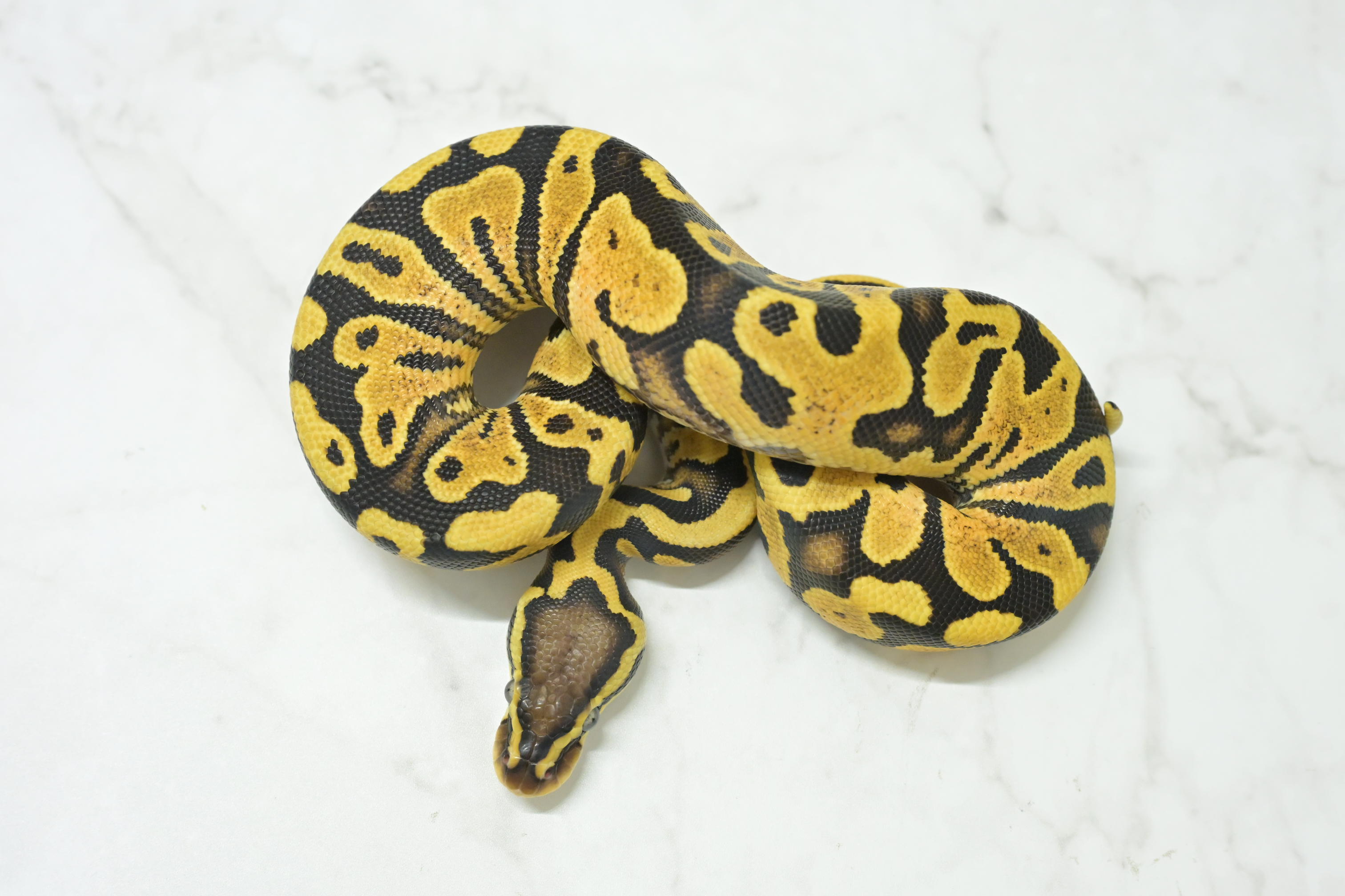 ボールパイソン | 入荷情報 | かねだい伊勢原店