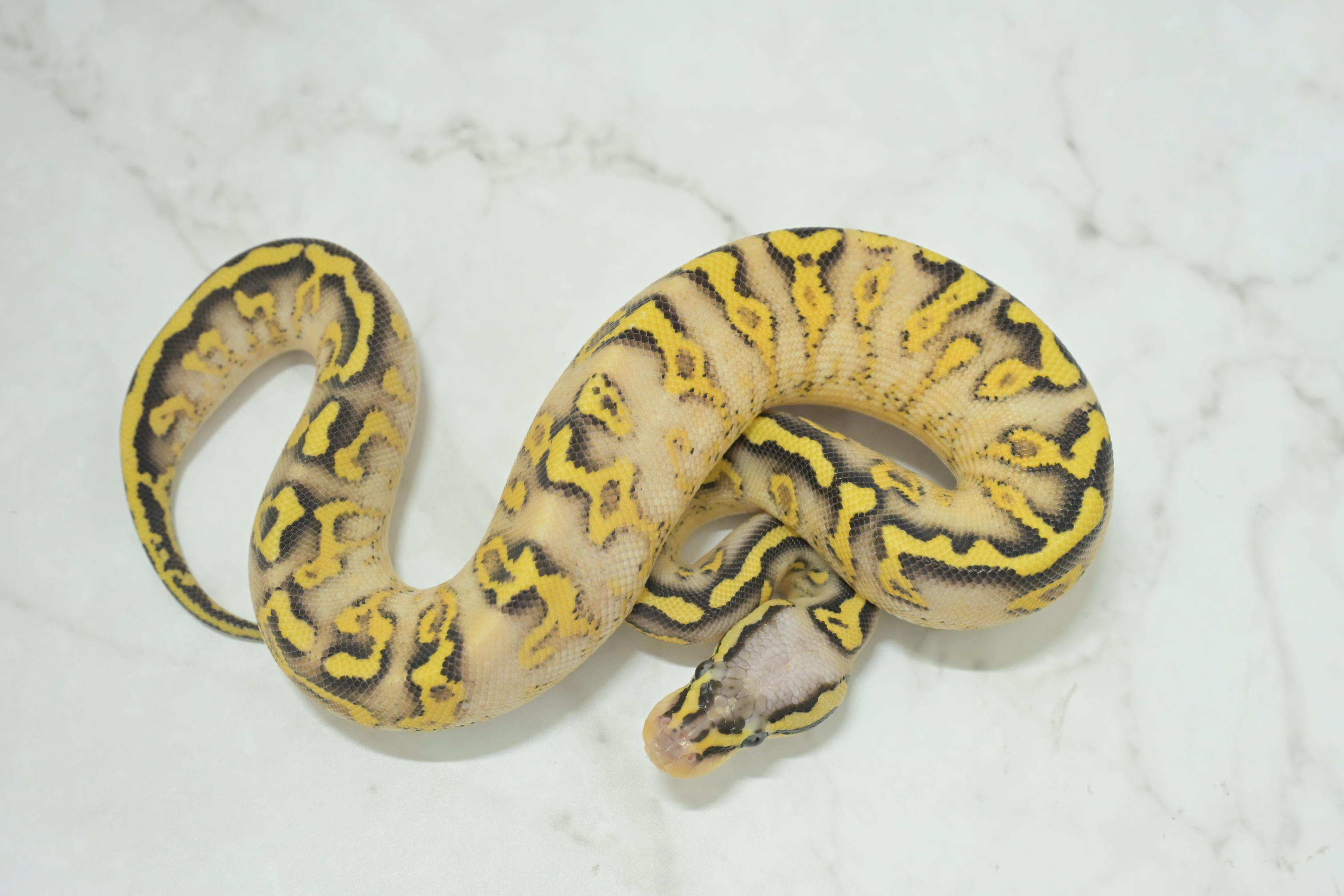 ボールパイソン | 入荷情報 | かねだい伊勢原店