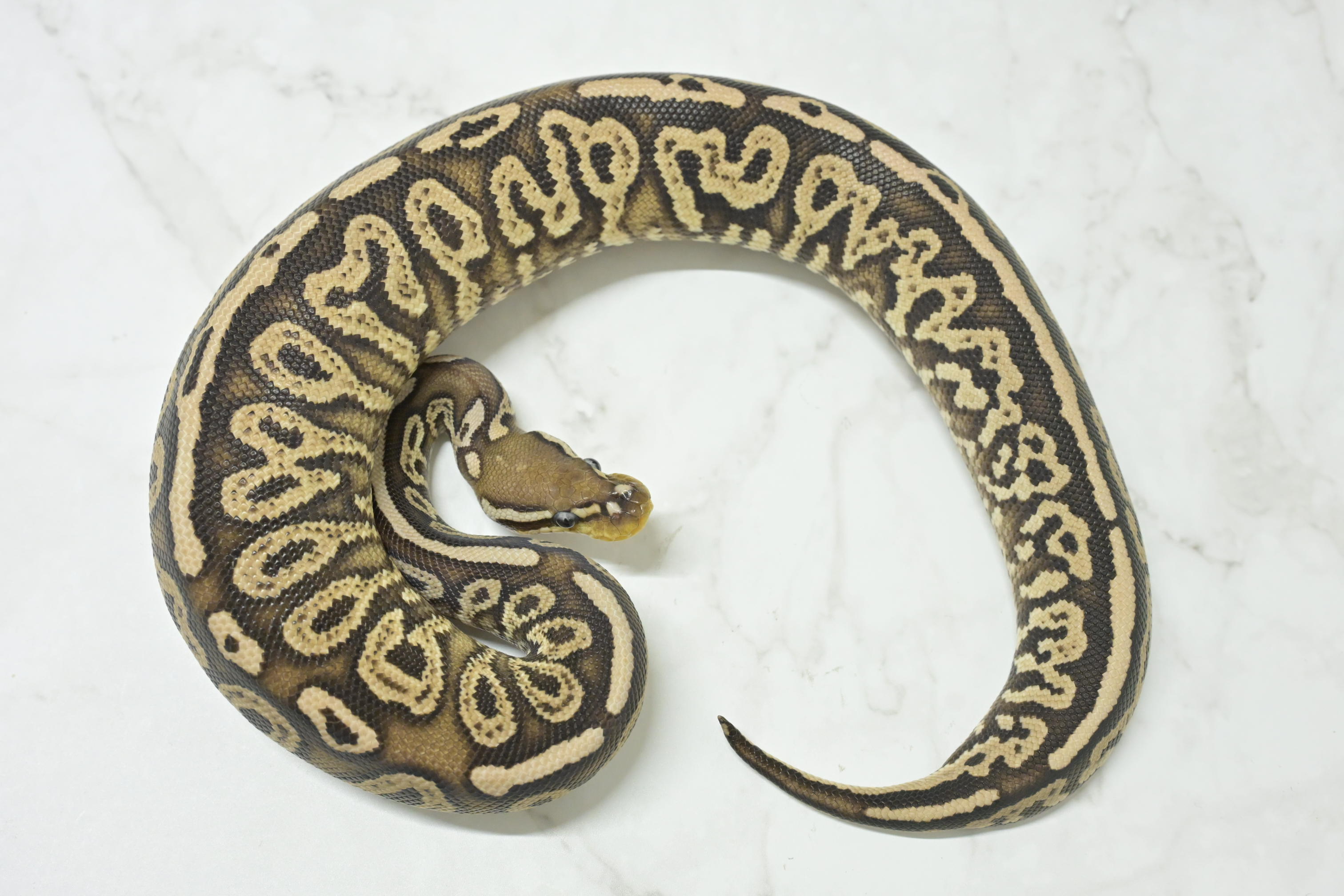 ボールパイソン | 入荷情報 | かねだい伊勢原店