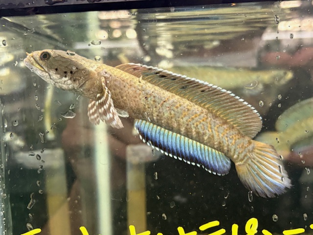 スネークヘッド | 入荷情報 | かねだい伊勢原店