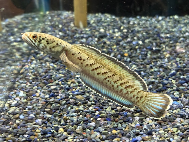 スネークヘッド | 入荷情報 | かねだい伊勢原店