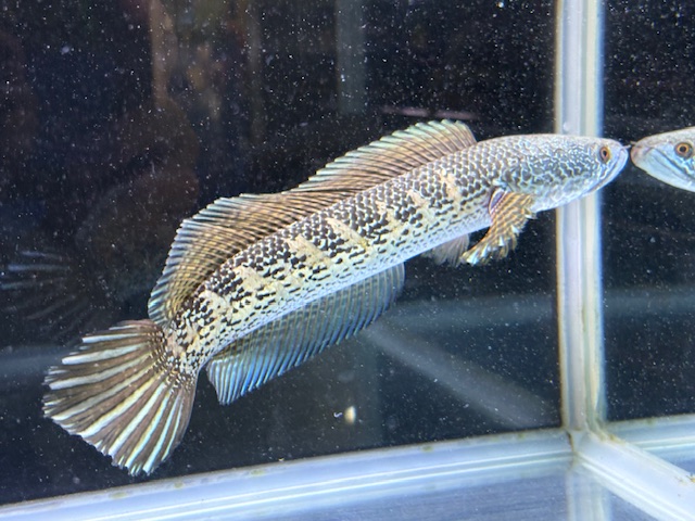 スネークヘッド | 入荷情報 | かねだい伊勢原店