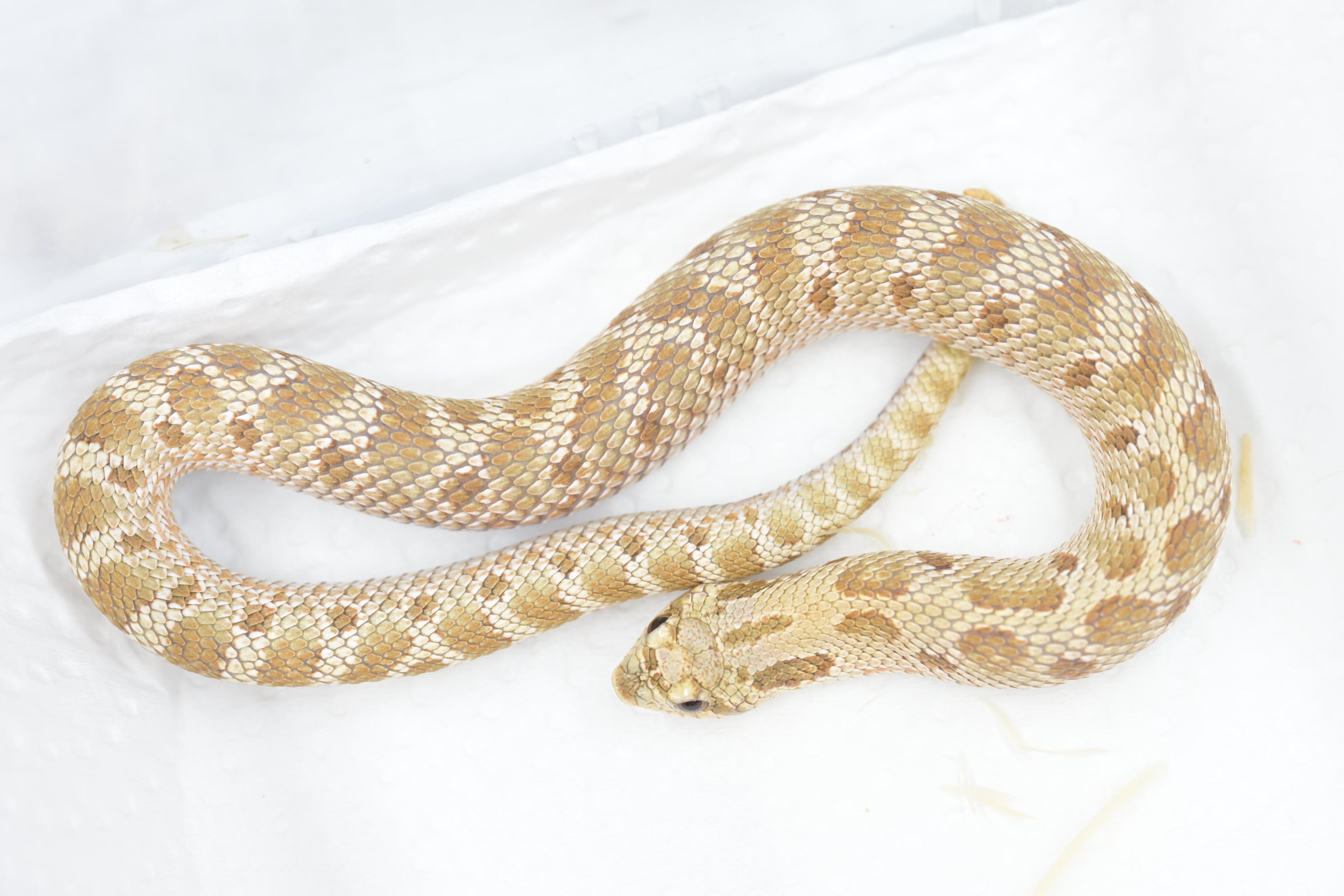 セイブシシバナヘビ4才 新入荷 セイブシシバナヘビ ノーマル！ 飼い込み個体のムチムチ