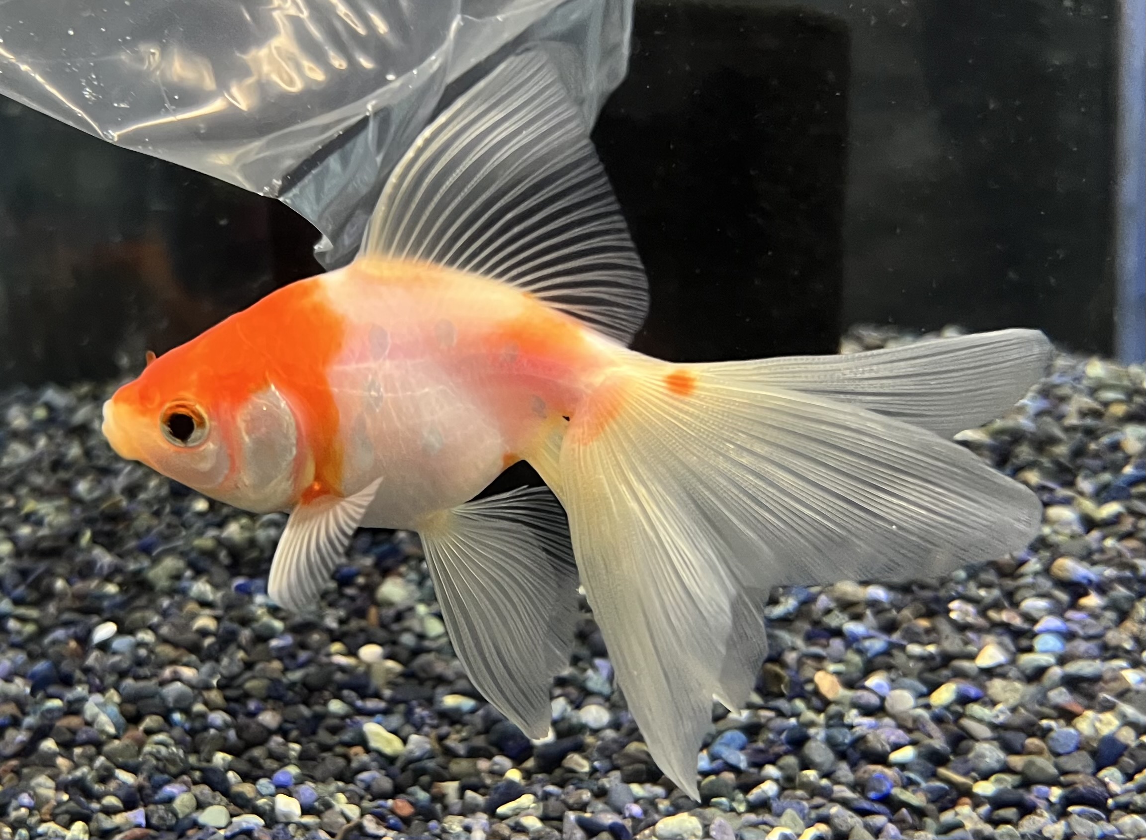 ダイライト 中古　200l　メダカ　金魚 金魚・メダカ～入荷情報～ | 入荷情報 | かねだい伊勢原店