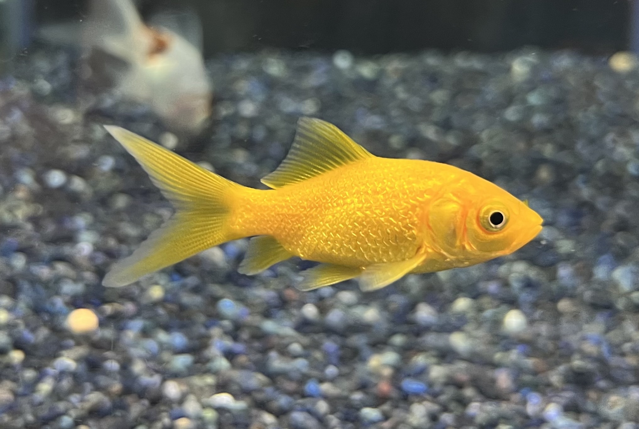 金魚・メダカ～入荷情報～ | 入荷情報 | かねだい伊勢原店