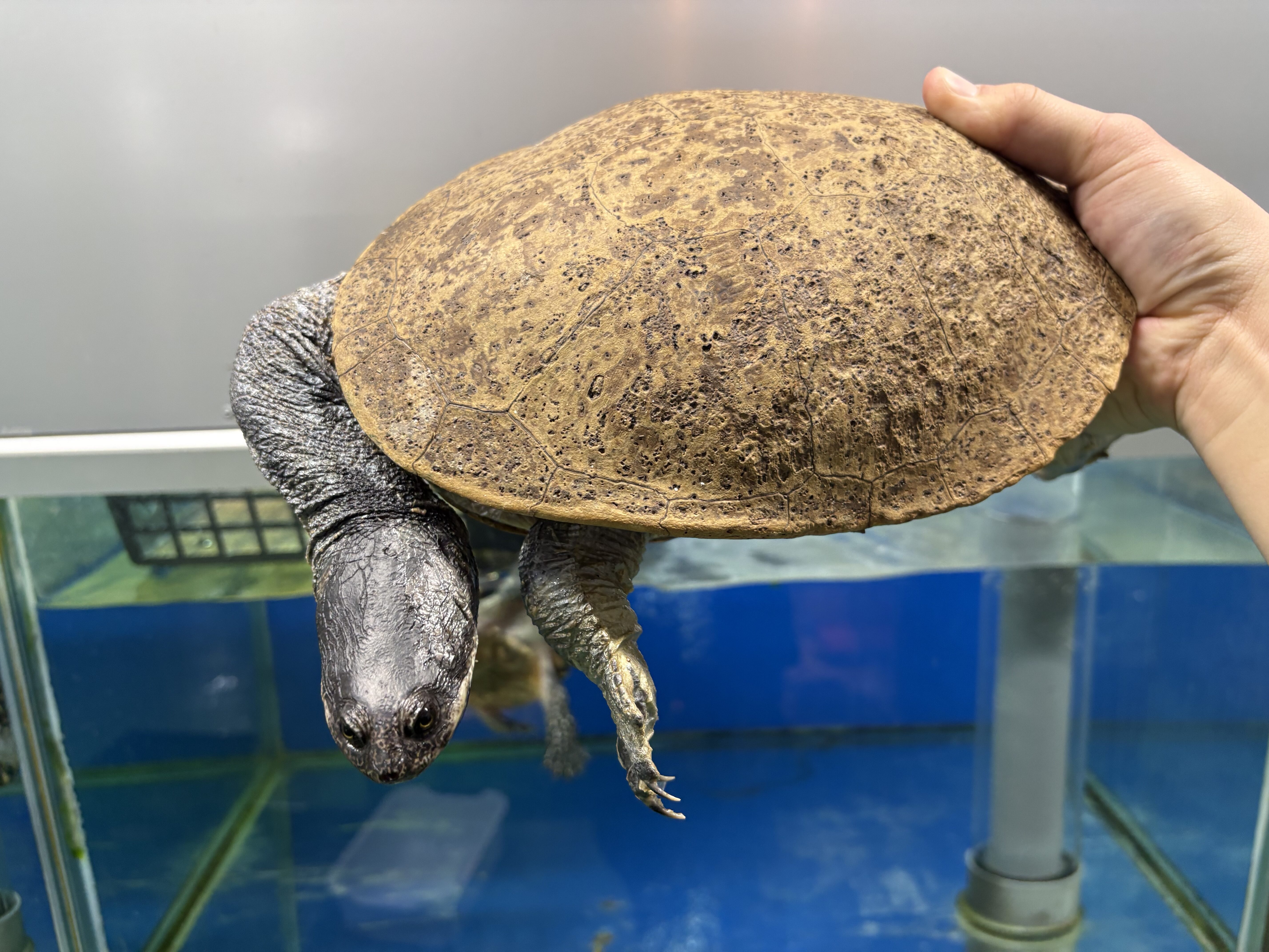 水棲ガメ・半水棲ガメ～入荷情報～ | 入荷情報 | かねだい伊勢原店