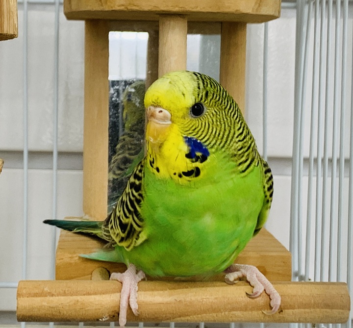 鳥類 | 入荷情報 | かねだい伊勢原店