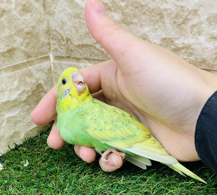 金運インコ Amazon | FX-SHYQYYMZ クリアアクリル鳥かご 複数飼い大型インコ 絵画