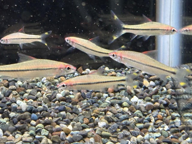 大型魚 | 入荷情報 | かねだい伊勢原店