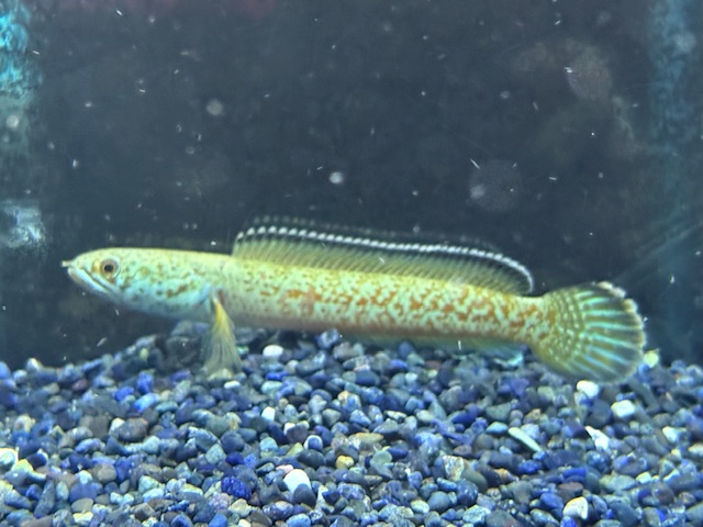 大型熱帯魚 熱帯魚の身体検査、大型魚は2人がかり ドイツ 写真2枚 国際ニュース