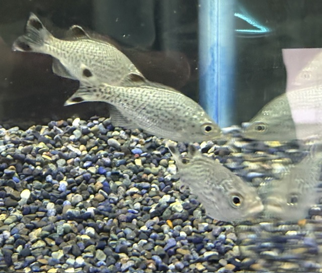 熱帯魚～入荷情報～ | 入荷情報 | かねだい伊勢原店