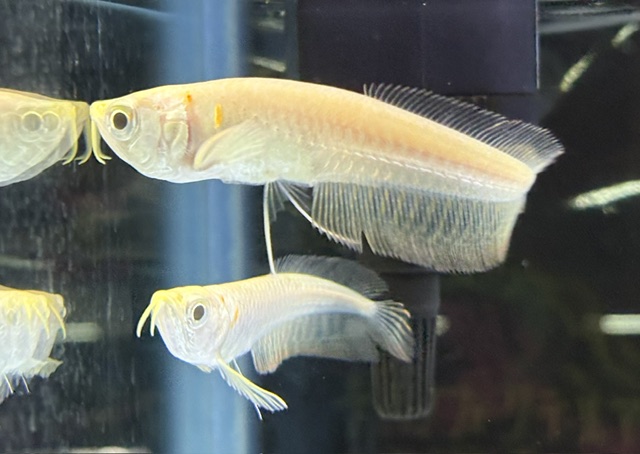 熱帯魚～入荷情報～ | 入荷情報 | かねだい伊勢原店