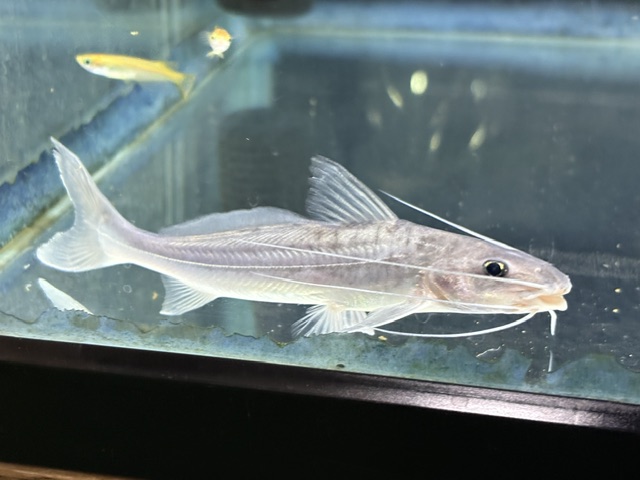 大型魚 | 入荷情報 | かねだい伊勢原店 大型魚 | 入荷情報 | かねだい伊勢原店